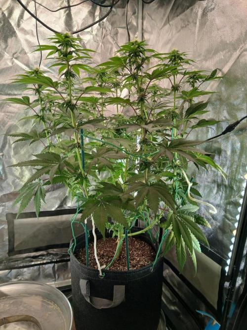 Skywalker OG and Critical Cure. Week 8 - Skywalker shaved