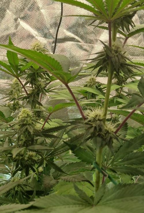Skywalker OG and Critical Cure. Week 9