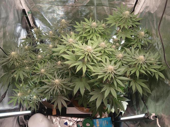 Skywalker OG and Critical Cure. Week 9