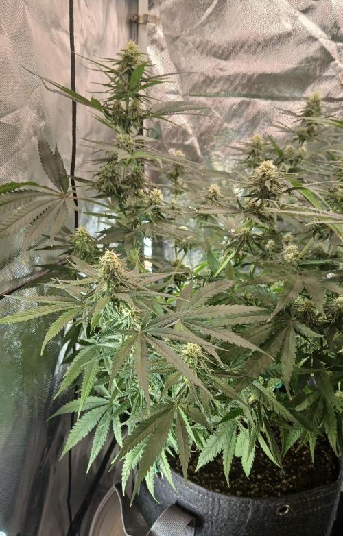 Skywalker OG and Critical Cure. Week 9