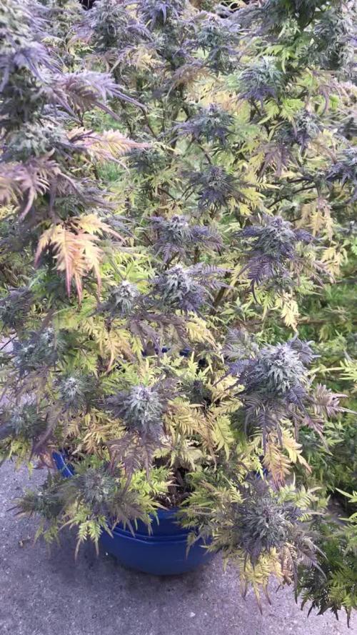 2023-2024 Freaks of Dank