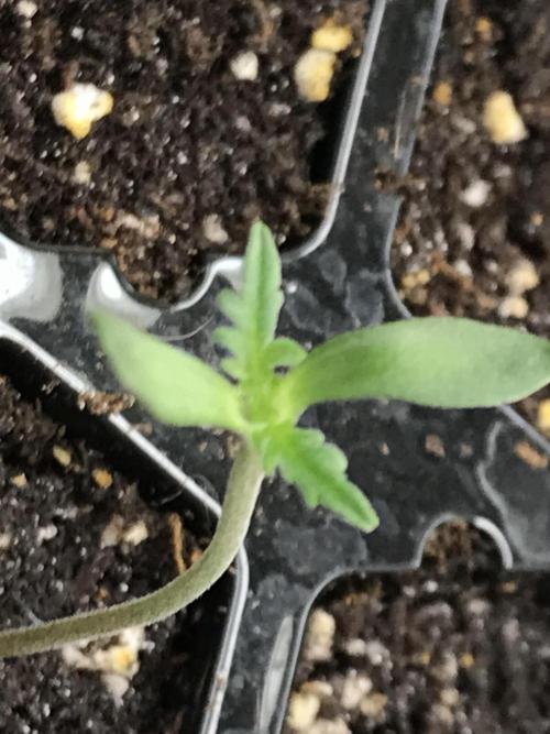 2023-2024 Freaks of Dank. Week 0