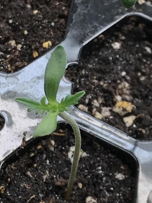 2023-2024 Freaks of Dank. Week 0