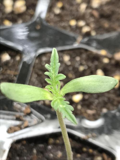 2023-2024 Freaks of Dank. Week 0