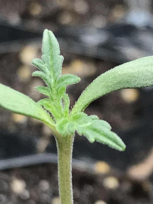 2023-2024 Freaks of Dank. Week 0