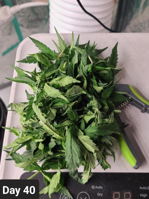 Lava Cake Automatic by Zamnesia. Week 5