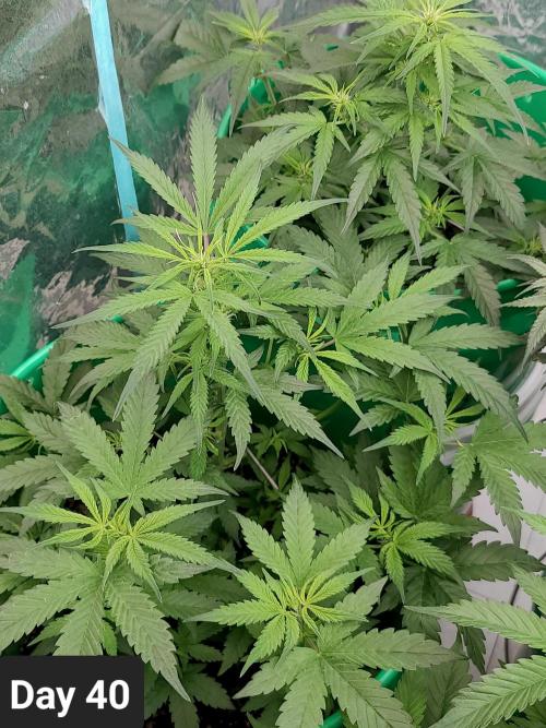 Lava Cake Automatic by Zamnesia. Week 5