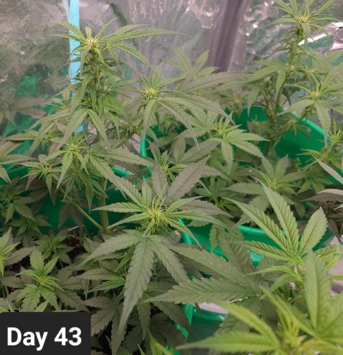 Lava Cake Automatic by Zamnesia. Week 6