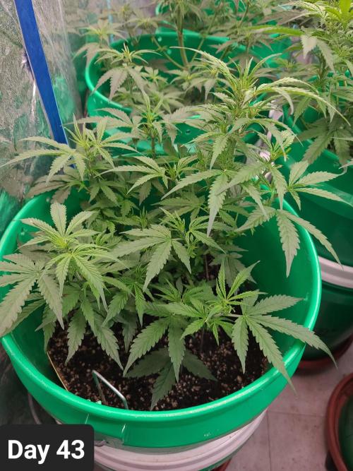 Lava Cake Automatic by Zamnesia. Week 6