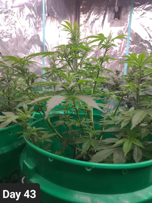 Lava Cake Automatic by Zamnesia. Week 6