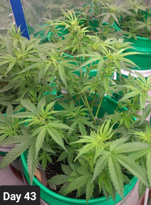 Lava Cake Automatic by Zamnesia. Week 6