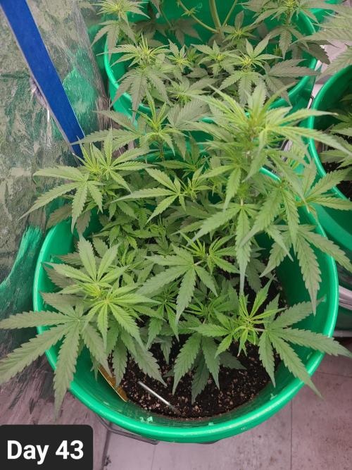 Lava Cake Automatic by Zamnesia. Week 6