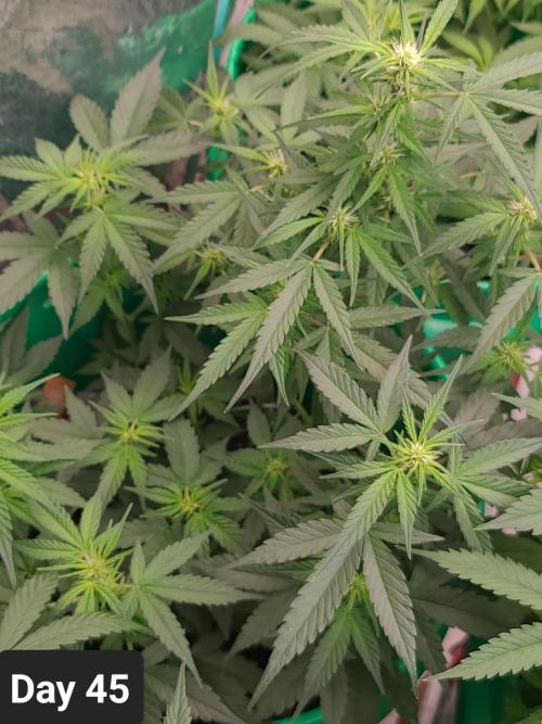 Lava Cake Automatic by Zamnesia. Week 6