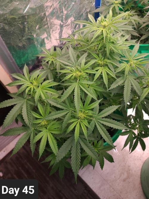 Lava Cake Automatic by Zamnesia. Week 6