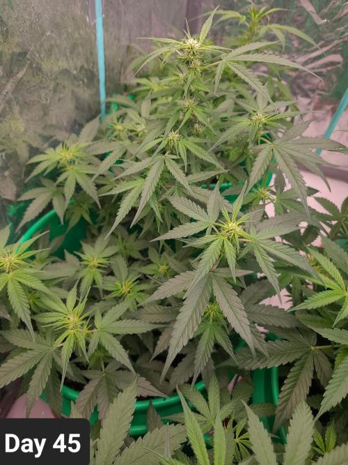 Lava Cake Automatic by Zamnesia. Week 6