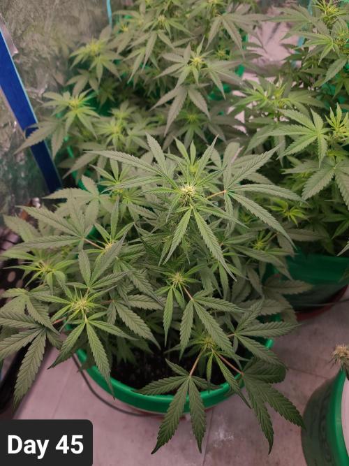 Lava Cake Automatic by Zamnesia. Week 6