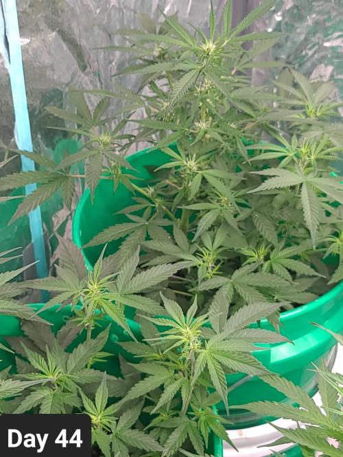 Lava Cake Automatic by Zamnesia. Week 6