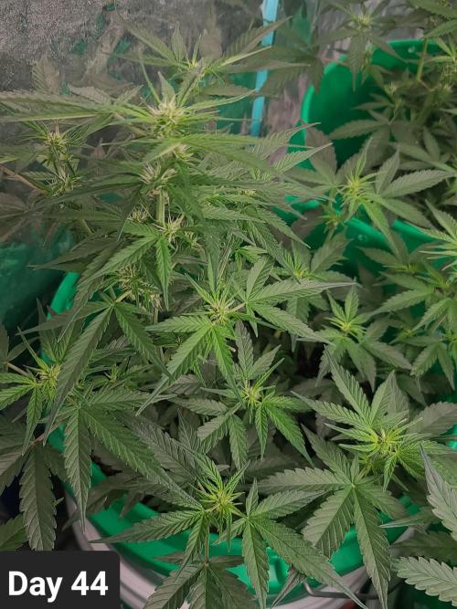 Lava Cake Automatic by Zamnesia. Week 6