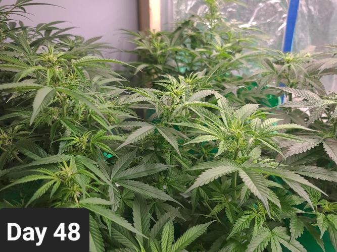 Lava Cake Automatic by Zamnesia. Week 6