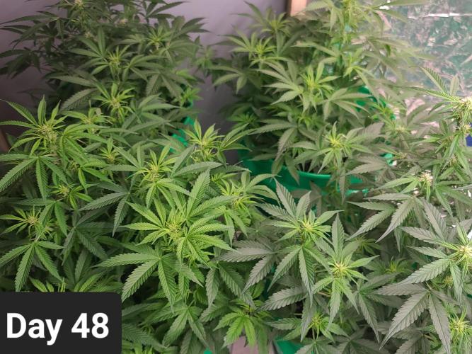 Lava Cake Automatic by Zamnesia. Week 6