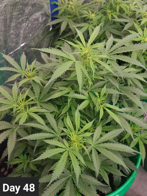 Lava Cake Automatic by Zamnesia. Week 6