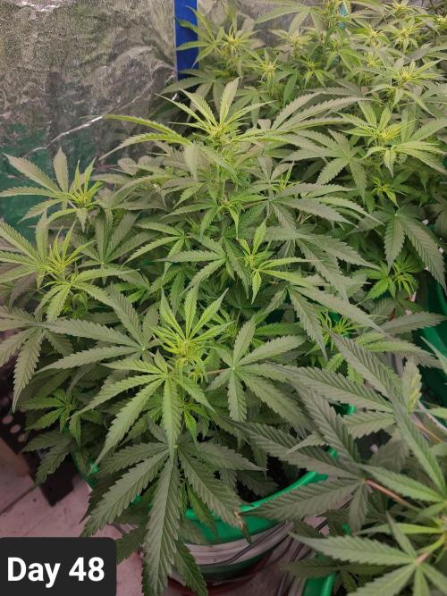 Lava Cake Automatic by Zamnesia. Week 6