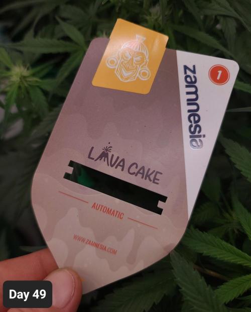 Lava Cake Automatic by Zamnesia. Week 7 - ❤️