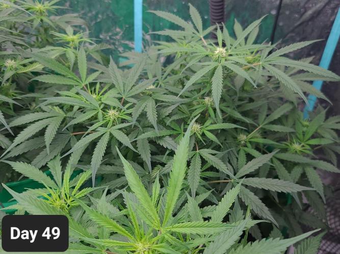 Lava Cake Automatic by Zamnesia. Week 7 - 🔥🔥🔥