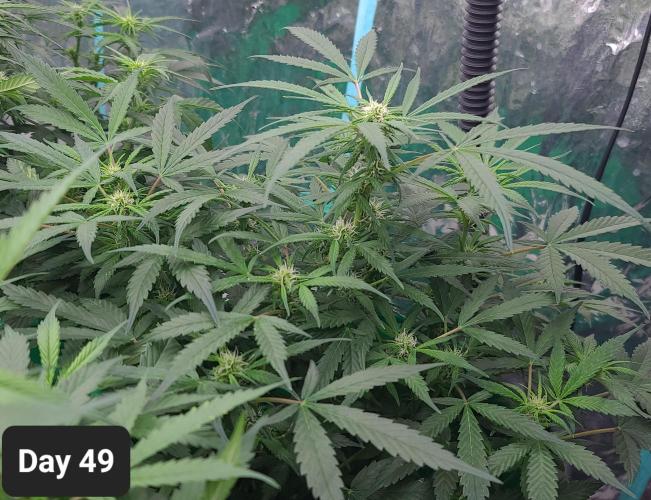 Lava Cake Automatic by Zamnesia. Week 7