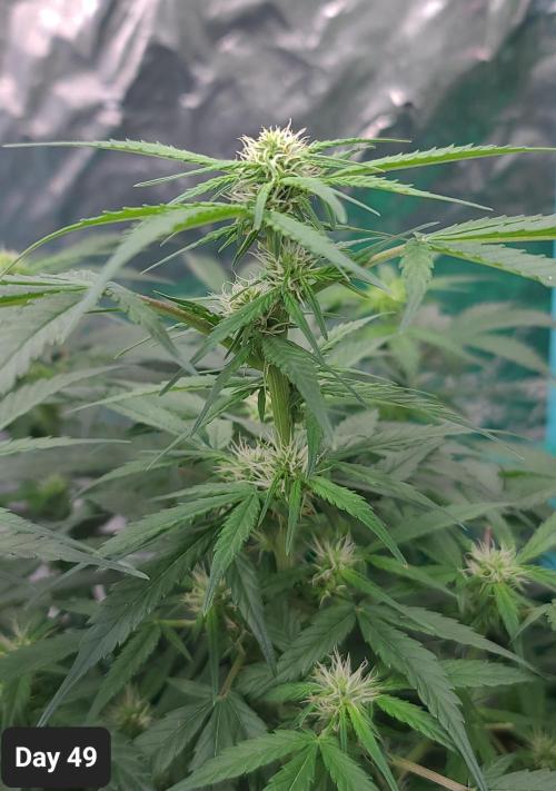 Lava Cake Automatic by Zamnesia. Week 7 - 😍