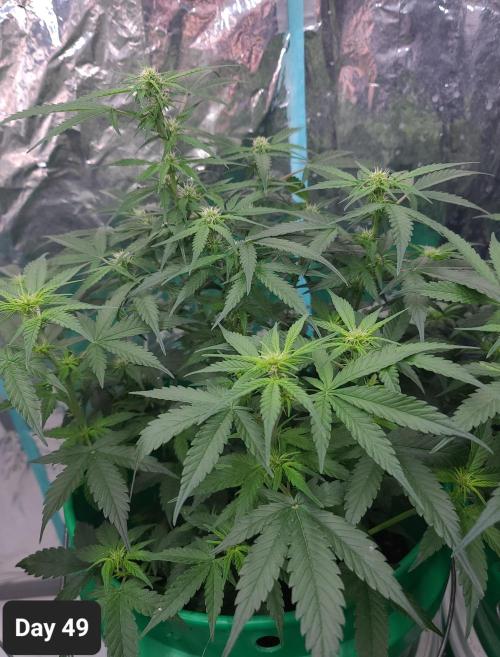 Lava Cake Automatic by Zamnesia. Week 7