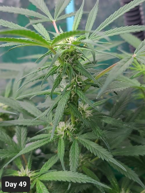 Lava Cake Automatic by Zamnesia. Week 7