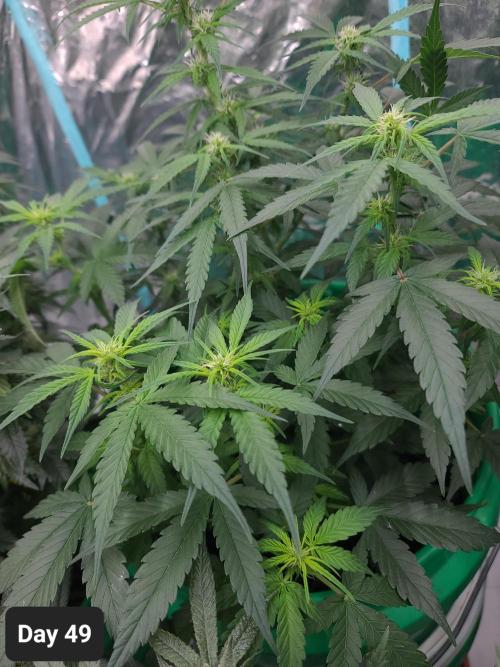 Lava Cake Automatic by Zamnesia. Week 7