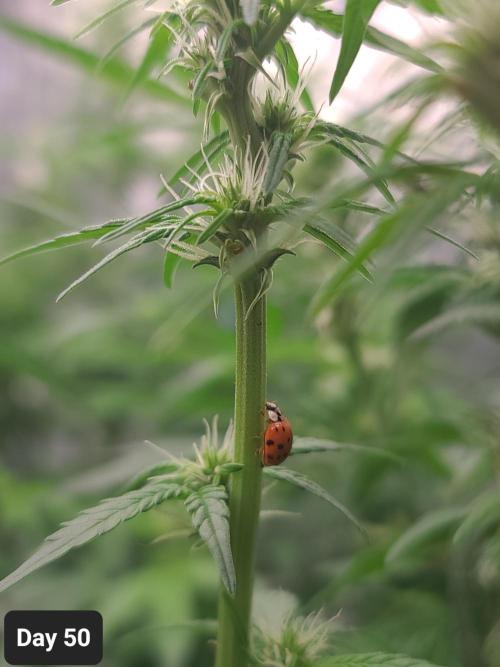 Lava Cake Automatic by Zamnesia. Week 7 - Natural aphid predators