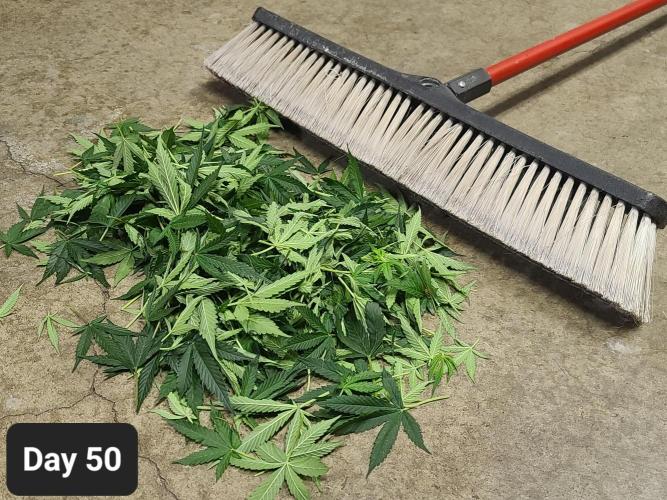 Lava Cake Automatic by Zamnesia. Week 7 - bye bye light blocking fan leaves (again)