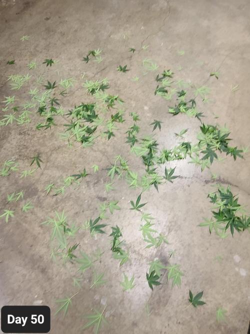 Lava Cake Automatic by Zamnesia. Week 7 - This was fun!! Plants love being taken care of :)