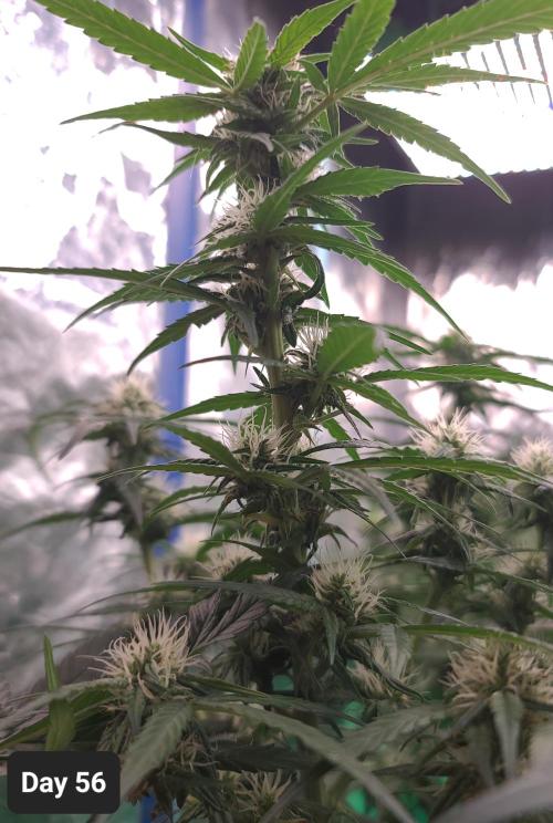 Lava Cake Automatic by Zamnesia. Week 8