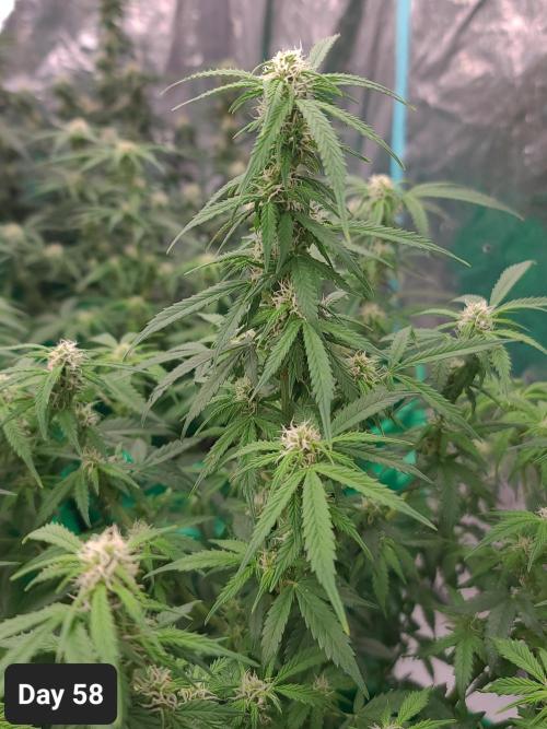 Lava Cake Automatic by Zamnesia. Week 8