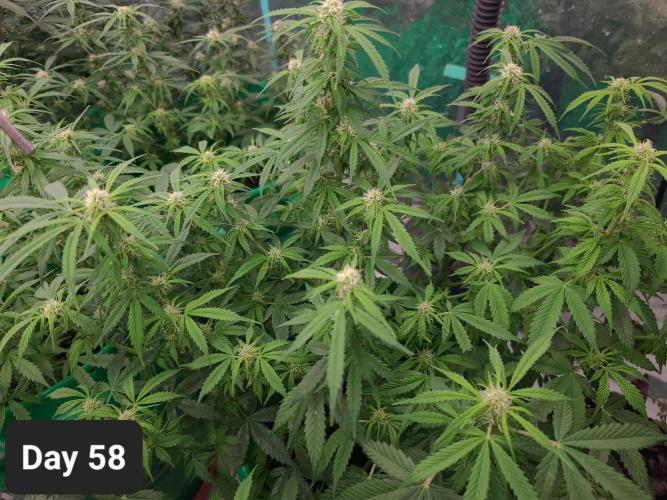 Lava Cake Automatic by Zamnesia. Week 8