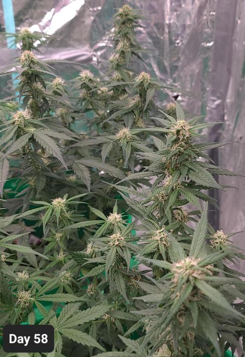 Lava Cake Automatic by Zamnesia. Week 8