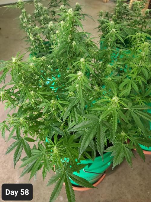 Lava Cake Automatic by Zamnesia. Week 8