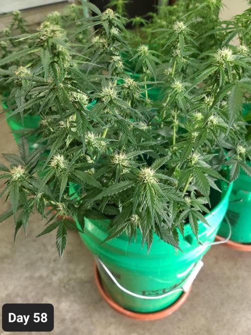 Lava Cake Automatic by Zamnesia. Week 8