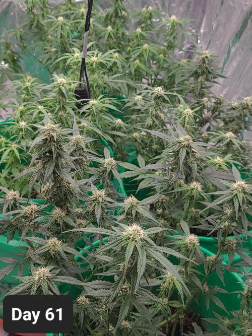 Lava Cake Automatic by Zamnesia. Week 8