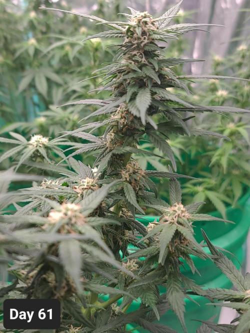 Lava Cake Automatic by Zamnesia. Week 8