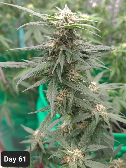 Lava Cake Automatic by Zamnesia. Week 8