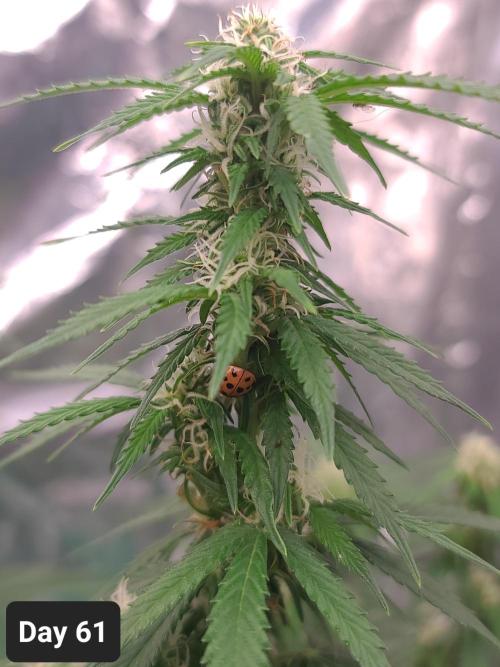 Lava Cake Automatic by Zamnesia. Week 8