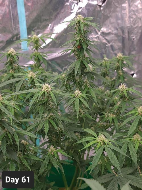 Lava Cake Automatic by Zamnesia. Week 8