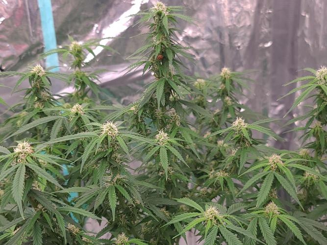 Lava Cake Automatic by Zamnesia. Week 8