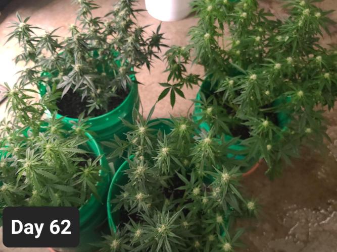 Lava Cake Automatic by Zamnesia. Week 8