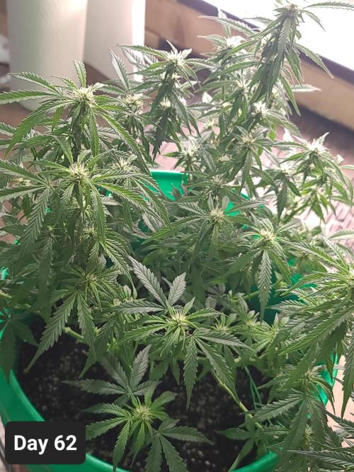 Lava Cake Automatic by Zamnesia. Week 8